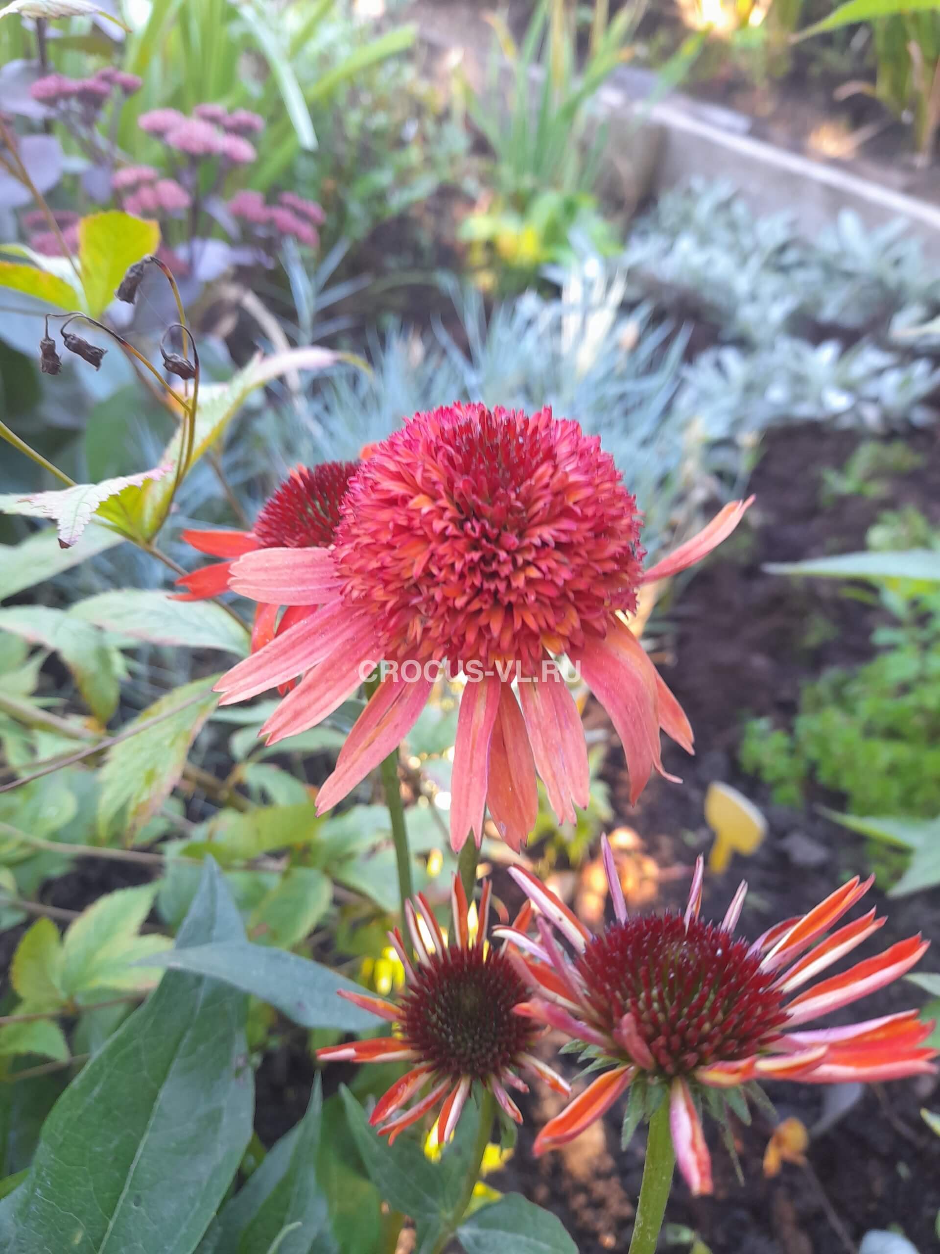 Эхинацея пурпурная «Irresistible» Эхинацея пурпурная «Irresistible»